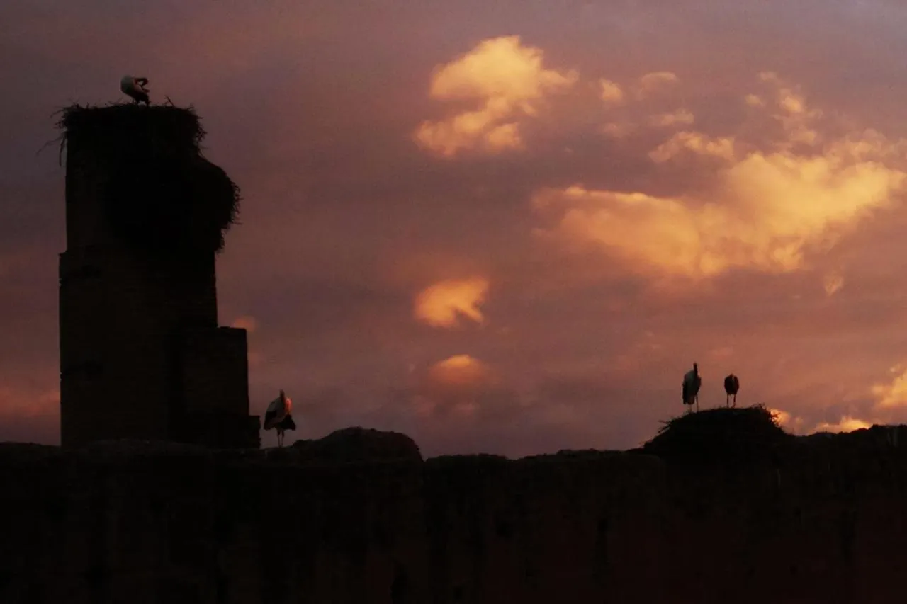Riad Of The Storks - Exclusive Use For Up To 17 Persons مراكش 0*,  المغرب